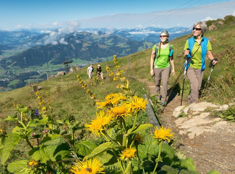 Alpenblumengarten am Kitzbüheler Horn